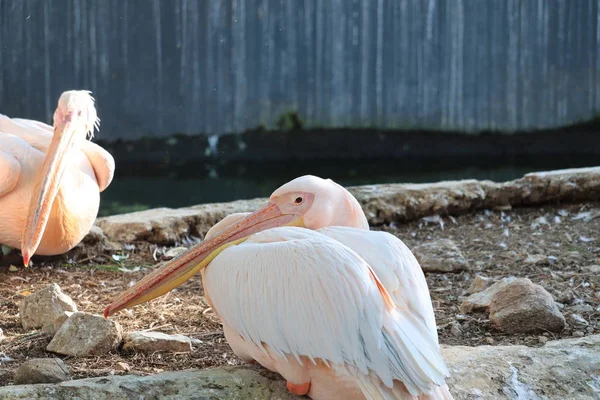 So süß große cremige Pelikan im Zoo — Stockfoto