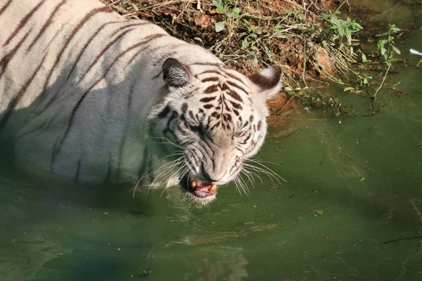 White Bengal tiger roaring, sunday — Stock Photo, Image
