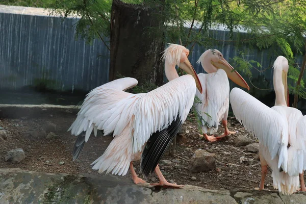 Pelican try to fly in zoo — Stock Photo, Image