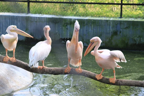 Drei Pelikane, die sich gegenseitig nehmen — Stockfoto