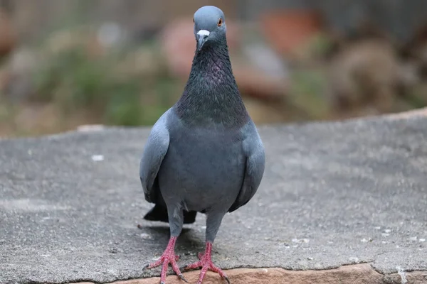 Gros plan sur le pigeon aveugle — Photo