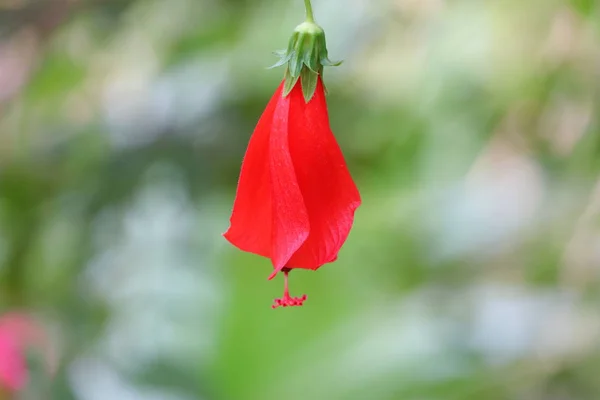 Naturalny czerwony kwiat hibiskusa chili wiszący pod rośliną — Zdjęcie stockowe