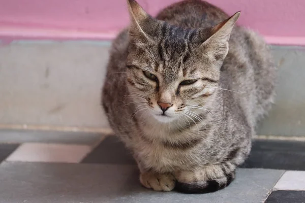Santai kucing malas dekat dengan dinding — Stok Foto