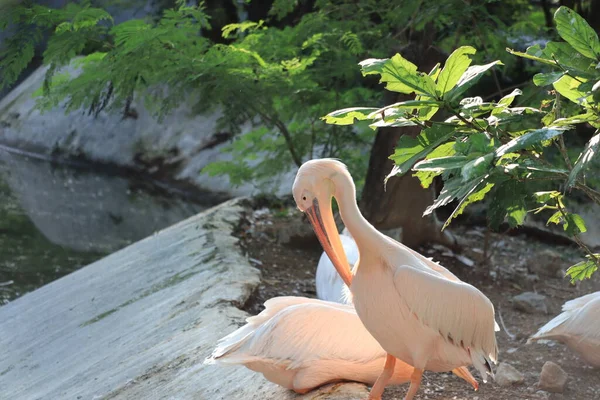 Ein Pelikan, der nach unten schaut und im Freien Vögel füttert — Stockfoto