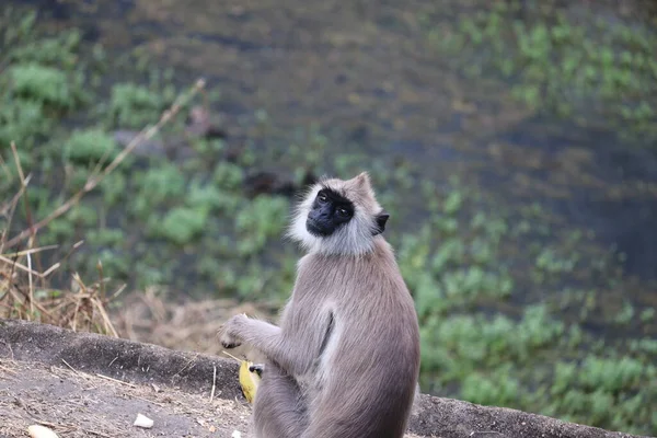 Bocca nera langur scimmia con esso banana mano , — Foto Stock