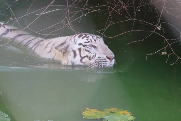 Tigre de bengala branco na natação na lagoa de água — Fotografia de Stock