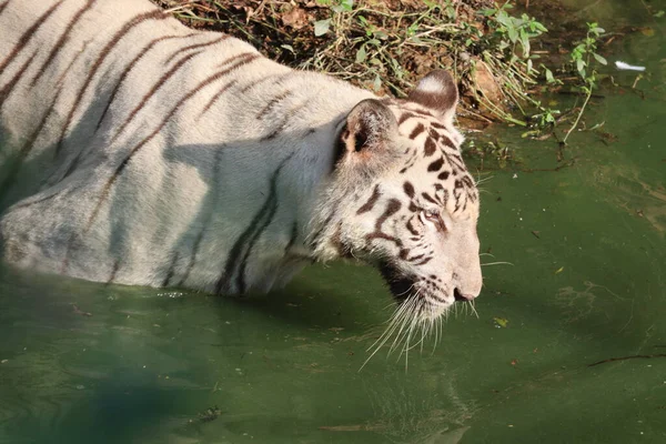 White Bengal tiger roaring jangle safari 2020 — Stock Photo, Image