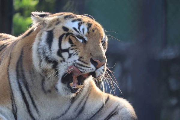 Portrait photo of open mouth tiger — Stock Photo, Image