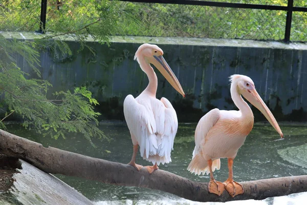 Wonderful sitting a couple of pelicans on dry tree — Stock Photo, Image