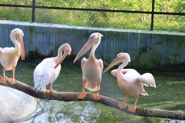 Tre pelikaner på trädet, Pelikanfåglar — Stockfoto