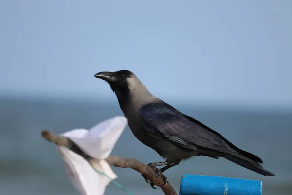 A FISH CROW ON THE BEACH — Stock Photo, Image