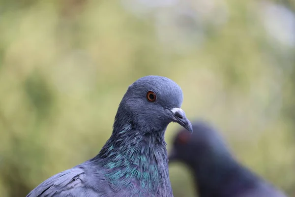 Palomas doradas —  Fotos de Stock