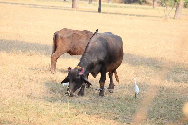 Um búfalo pastando grama seca na fazenda da agricultura I, animais ao ar livre — Fotografia de Stock