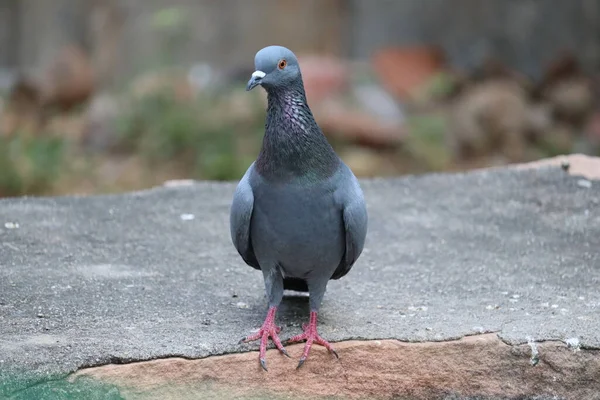 Un pigeon commun reposant sur la pierre rouge, oiseaux sauvages de plein air — Photo