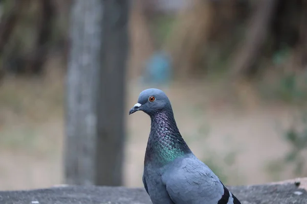Açık hava güvercin kuşu portresi, açık hava kuşları