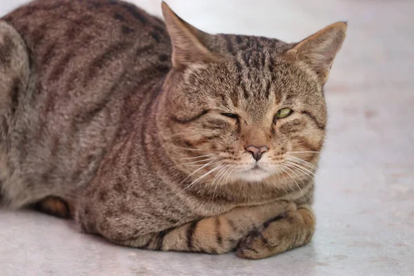 Bir gözün kedide olsun.