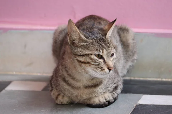 Retrato de mini gato animal al aire libre, gato — Foto de Stock