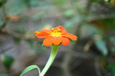 Güneş çiçeklerinin başı.