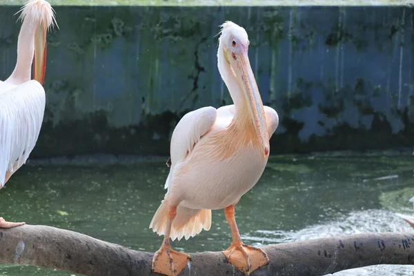 Großaufnahme von Weißpelikan auf dem Ast im Zoo, draußen Wasservögel — Stockfoto