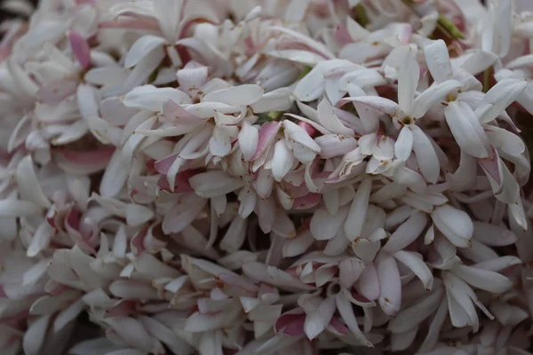 Close-up van witte jasmijnen bloemen op straat bloemenmarkt in Chennai — Stockfoto