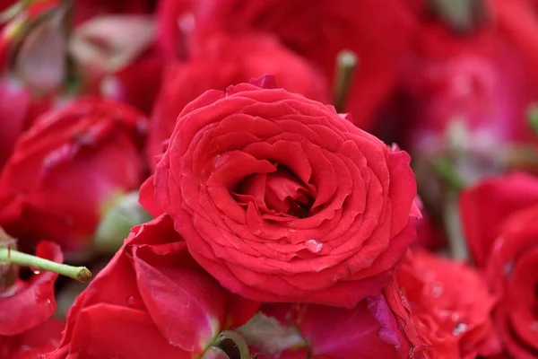 Chennai 'deki gül pazarında güllerin üzerindeki kırmızı gülü kapat.