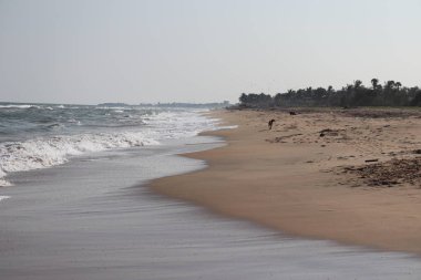 Kumsalda yumuşak bir mavi okyanus dalgası. Kumsal ve deniz, Hindistan.