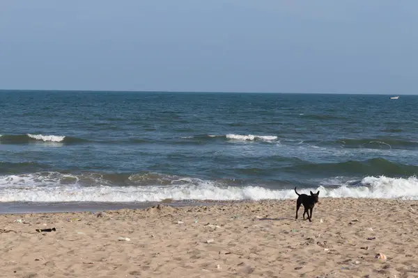 Bela areia marrom e azul céu claro na praia e um cão macho preto correndo na praia. — Fotografia de Stock