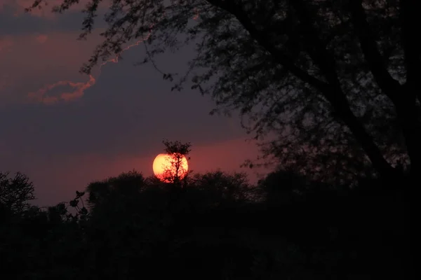 Εικόνες σιλουέτας, ηλιοβασίλεμα στο δάσος — Φωτογραφία Αρχείου