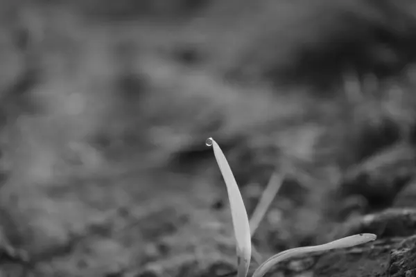 Monokróm fénykép egy zöld kukoricanövény közelségéről vízcseppekkel a növény levelén reggel — Stock Fotó