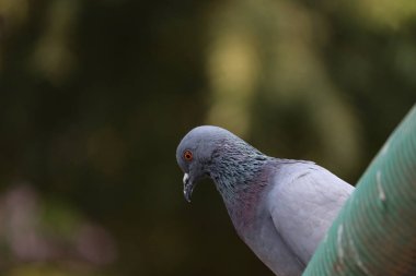 Yeşil vintage geçmişe sahip güvercin kafası
