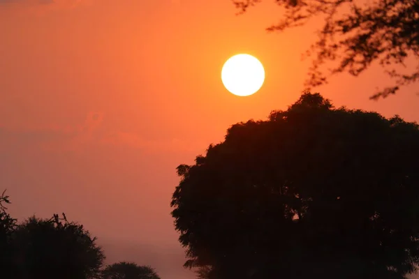 Sol brilhante posto sob árvore de floresta de silhueta no céu amarelo, imagens de pôr do sol — Fotografia de Stock