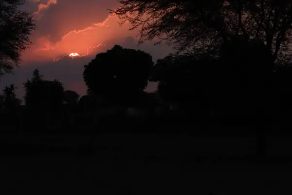 Sziluett lövés egy zöld erdő fák a nap lenyugvó sárga és lila felhők ellen ég, — Stock Fotó