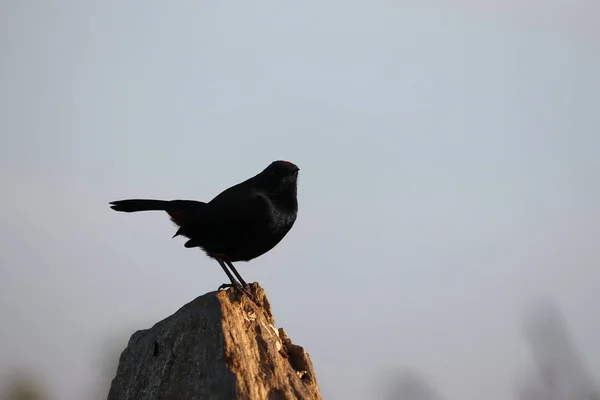 Oiseau — Photo