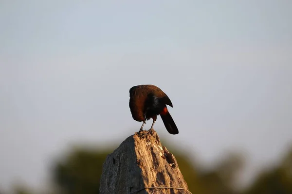 Bird black on the rock — Stock fotografie