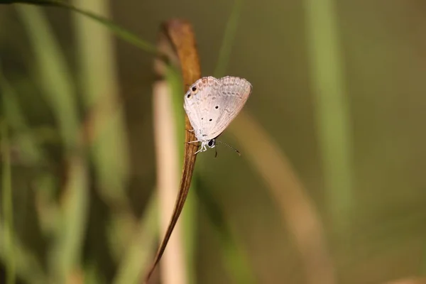 Butterfly on dry dead leaf — 스톡 사진