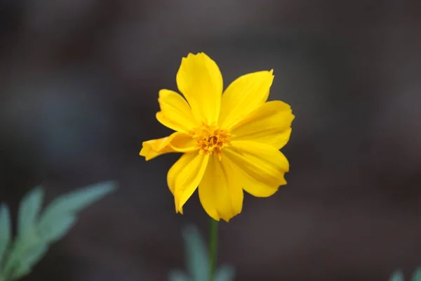 Fleur jaune fond flou — Photo