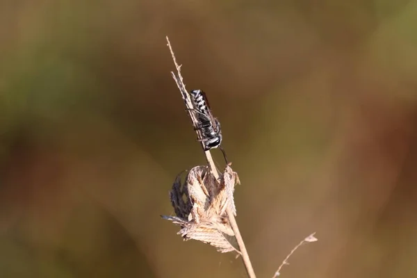 Insecte de la guêpe — Photo