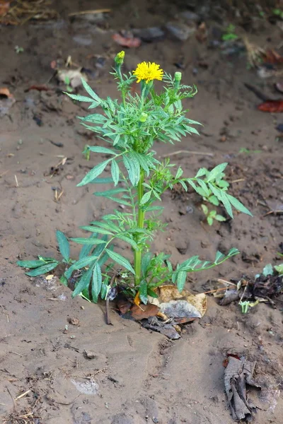 Marigold plant . flower — 스톡 사진