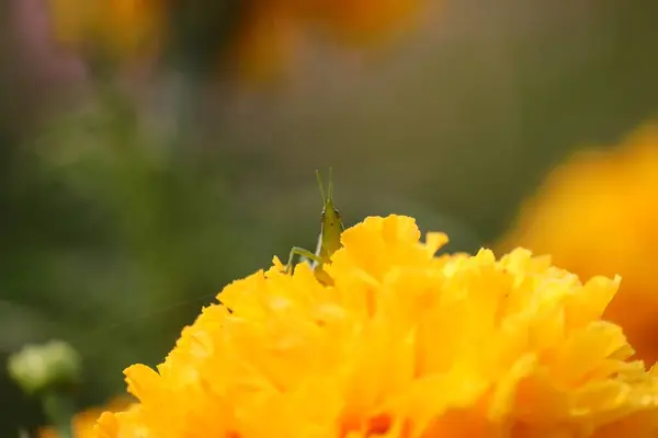 Una cavalletta su fiore di calendula — Foto Stock