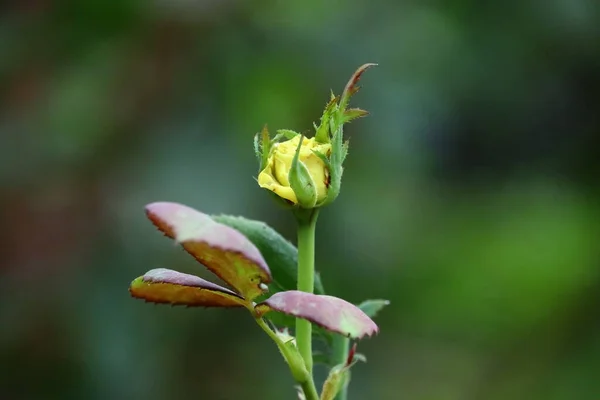 Rosa flor crescendo no jardim — Fotografia de Stock