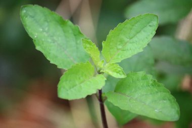 Holy basil or tulsi basil in organic garden
