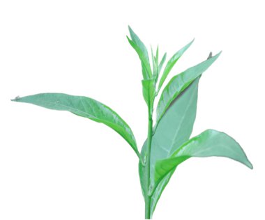 Tasarım için izole edilmiş beyaz arkaplanda bitki büyümesi