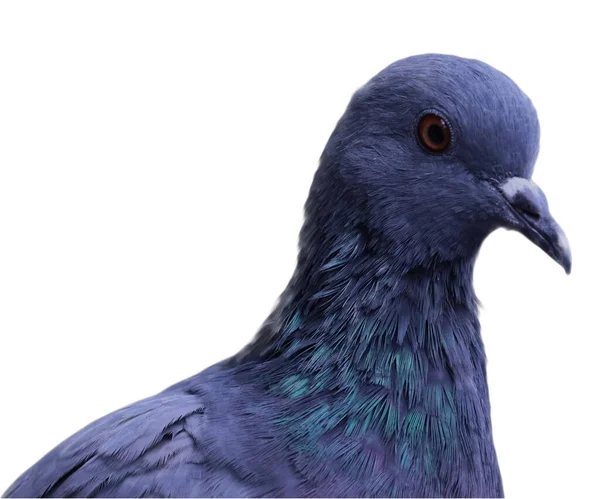 Pigeon Portrait Isolated White Background Design — Stock Photo, Image