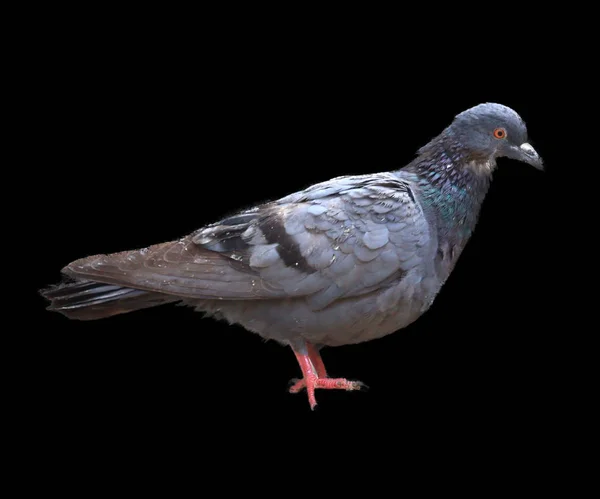 Pigeon Isolate Black Background Full Body Bird — Stock Photo, Image