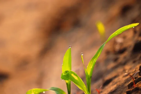 Planta Maíz Que Crece Campo Agrícola Luz Natural Mañana Con —  Fotos de Stock