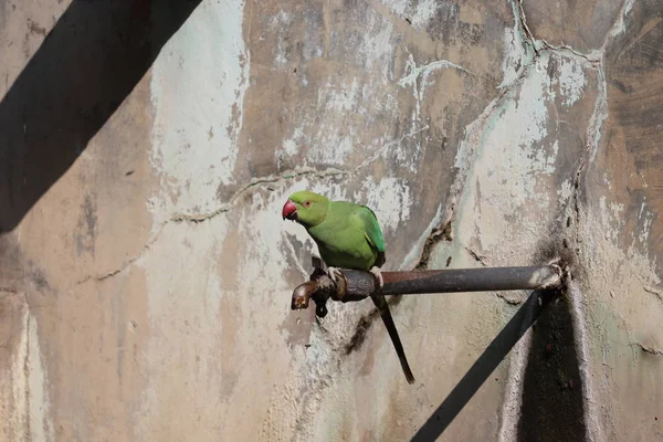 Nahaufnahme Eines Papageienvogels Der Sommer Der Wüste Indien Wasser Trinkt — Stockfoto