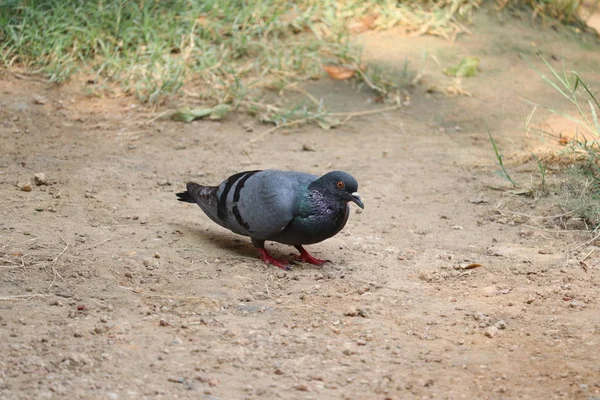 Uccello Piccione Cerca Cibo Terra Nel Deserto Thar Concetto Fame — Foto Stock