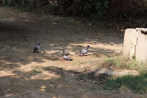 Grupo Pombos Descansando Sombra Verão Conceito Para Verão — Fotografia de Stock