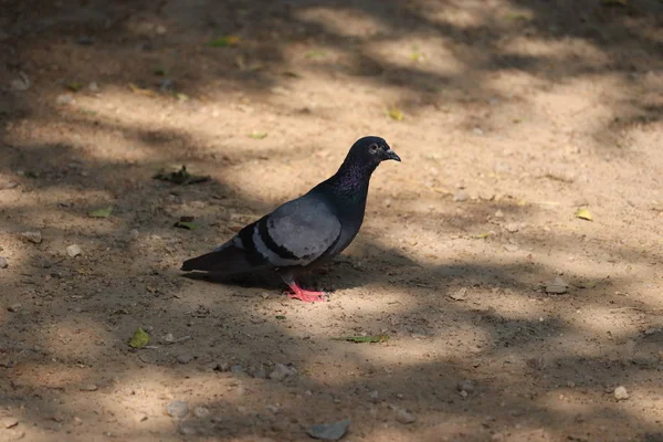 Yazın Ağaç Gölgesinin Altında Bir Güvercin Yaz Konsepti — Stok fotoğraf