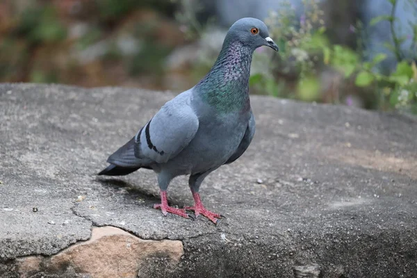 Pombo Sentado Rocha Luz Natural Tiro Corpo Inteiro — Fotografia de Stock